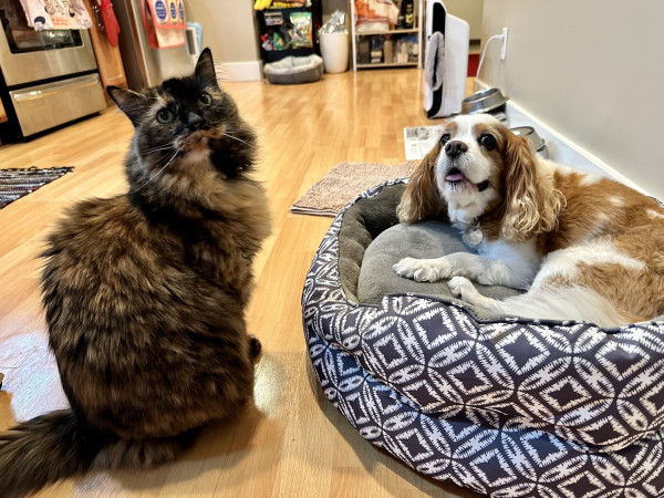 A tortoiseshell cat looking cute next to a spaniel who is smiling in a dog bed