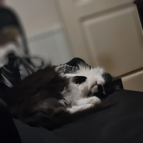 A black and white tuxedo cat laying on my bed 