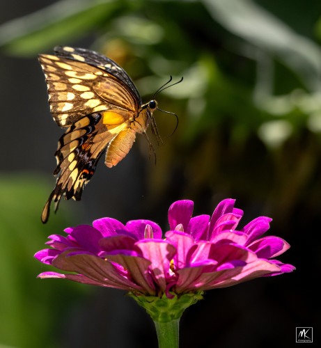 Close up color photo of a Giant Swallowtail butterfly in flight above a fuchsia colored zinnia flower.  The butterfly is colored yellow and black with a row of small spots on the lower wing that are blue and red.  The butterfly’s wings are frozen by the fast shutter such that it appears to be hovering in air above the flower. 
