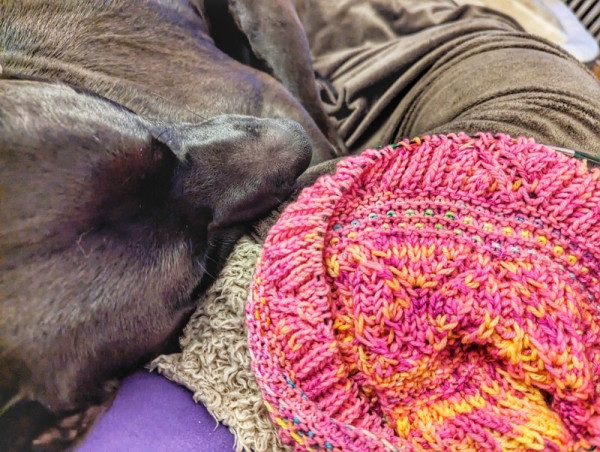 Hatch, a black lab mix dog, is sleeping with his head on my hip and beside his snoring nose, I'm knitting a very bright brioche and slip stitch shawl out of my solstice countdown mini skeins. 