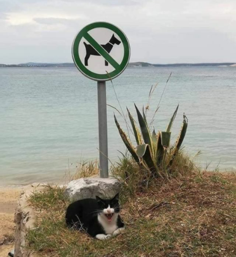 At a beach, water in the background, with a no dogs sign. A black and white cat with its mouth open (looks like its laughing) sits in front of the sign