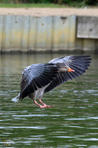 Graylag goose about to make contact with the surface of the lake