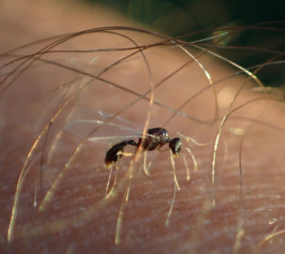 A male ant on a human arm, walks under sun-lit hairs like under a series of thin overhead golden braids. The ant is entirely black but for its transparent sikly wings.