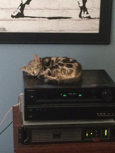 A kitten sleeping on top of a stereo AV receiver. 