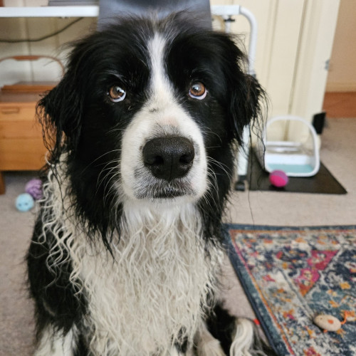 Manneke the Border Collie giving sad face after his bath. 