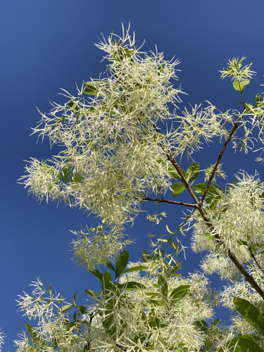 Striking blue sky backdrop, a prominent branch of flowering fringe tree emerges out of the bottom right to bloom toward center and top of the pic. There are other sprays of flowers poking from the bottom and right side. Looks a bit like Van Gogh painting if it were photographic. 

The flowers are profuse with white tendrils. They look like soft pom-poms with a few green leaves poking through the fluff. 