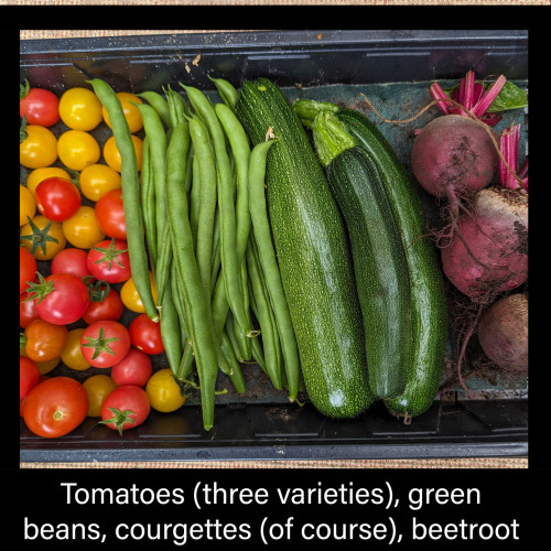 Tray containing three varieties of tomatoes, green beans, courgettes and beetroot