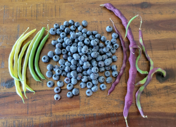 A few wax beans and green beans, a pile of blueberries, a few purple beans