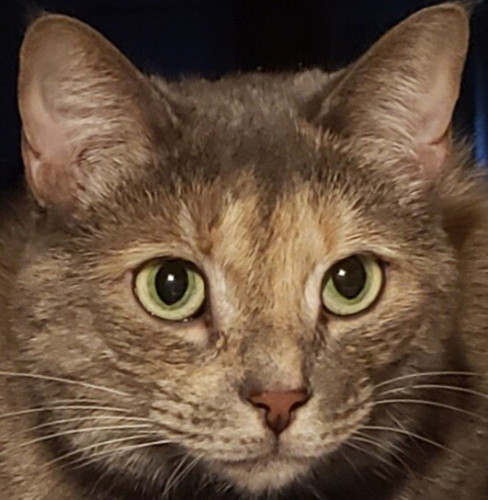 A close-up face portrait of a tortoise-shell cat. Her large round green eyes are ringed with a thin mascara-line of black-brown. Her reddish-pink nose is surrounded by a rorschach of darker skin. Her fur is darker at her cheeks with lighter tones around her eyes and mouth, turning a sheet of mask. The top of her head and her ears are dark brown, leaving a hint of light-colored "M" or "W" or "V V" above her eyes.