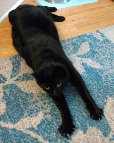A big black cat is lying on the floor with his forelegs stretched out.  His sharp claws are out.  His big yellow eyes are looking ahead.