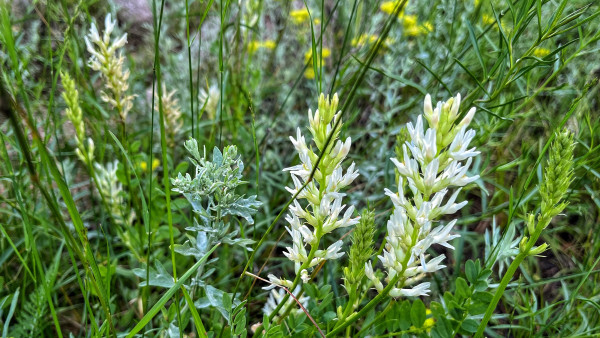 Spikes of white wild licorice (kinda look like white bottle brushes) blooming among the green meadow grasses and other ground-level plants of various shapes, sizes, and textures.