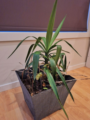 A Yucca gigantea (? I think) in a fake-woven planter, sitting in a light-colored room. The leaves look kinda healthy? I think? but there is some dead plant matter in the pot, and some volunteer plants seem to be growing also.