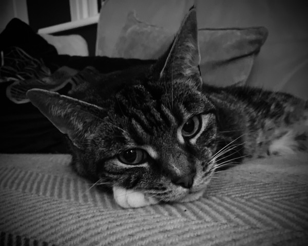 Overly filtered black and white picture of a tabby cat lying with his head resting on one paw. He’s looking straight into the camera and doesn’t look impressed with the world. Who can blame him?