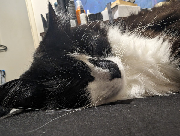 A sleepy looking black and white tuxedo cat 