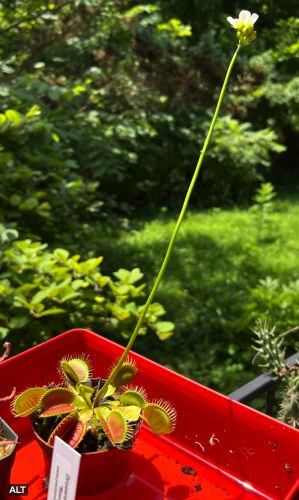 A venus fly trap with many open traps then a very very long stem with flowers at the end...