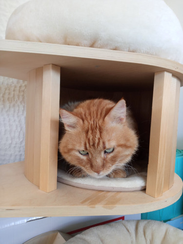 Alfred, a big orange cat, is crouching inside a wooden cat house fixed on the wall. Only his head is visible, that looks almost as big as the opening. He looks a bit grumpily at the camera