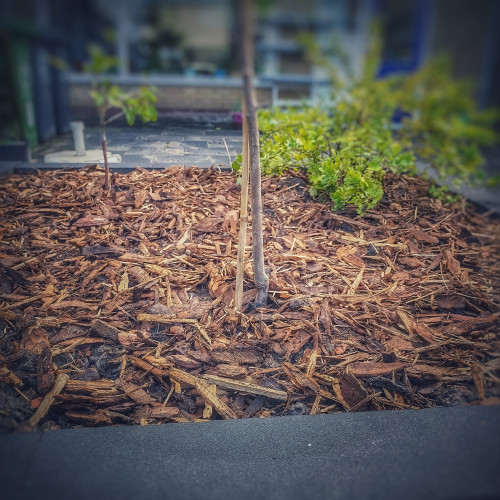 A gray large planter filled with a thin layer of wood chips as mulch