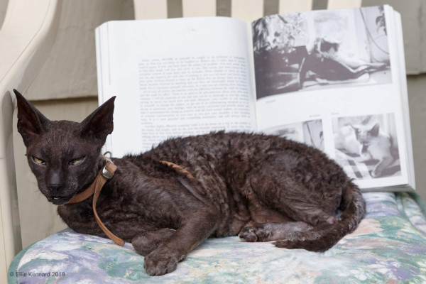 A curly coated black cat with big ears is sitting in the sun on a garden chair in front of a book which is open behind her. The book has two pictures of cats showing on the open page.