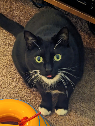 Black and white cat with greenish eyes. She is mostly black with white on her toes. She has a white chest and white whiskers. Her tongue is sticking out in this photo. 