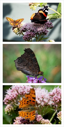 A collage of 3 images of butterflies feeding off flowers in a portrait sense.