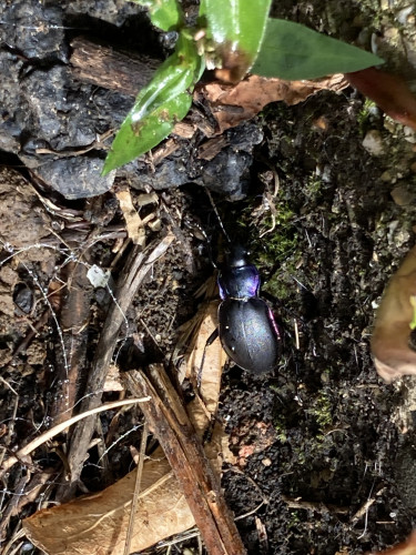 Outside daytime. Large black beetle with reddish purple racing stripe on its side & long antenae walking on ground.