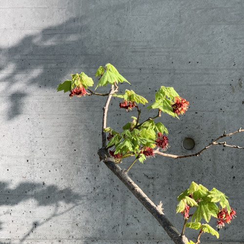 Branche de eerisier devant un mur de Tadao Ando. Japon