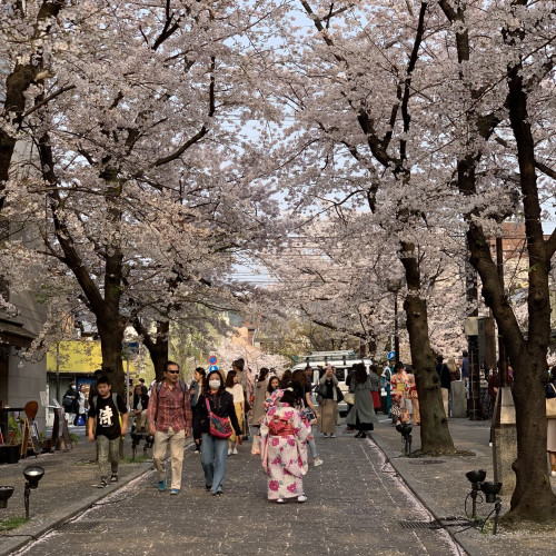 Japon cerisier en fleur