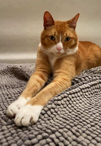 Photo of an adorable orange and white tabby cat sprawled out on a soft textured grey rug. His white sock paws are extended out towards the camera as he lounges on the rug looking at us, very deep in thought. 