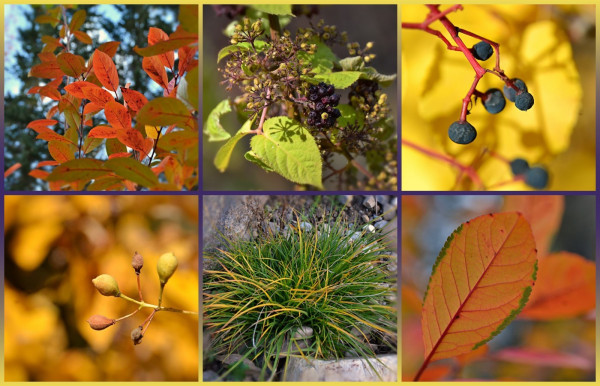 Photo collage in 6 squarish panels in 2 horizontal rows. Framed in medium dark grey-violet in centre blending to dull light golden-green top/bottom.
Top left: looking up through the foliage of a small treem leaves are narrow lengthened oval shape, some still green with red veins and stains, in the centre  many have turned burnt orange with darker spots. Background is parts of a couple of spruce trees with overcast sky behind. Centre: flower/fruiting part of a plant with some small slightly gold green heart shaped leaves, many  clusters of tiny flowers most spent and starting to fruit, a few clusters fully ripened to dark purple/black berries, already shrivelled a bit. Right: a handful of small dark blue dull fruits like tiny grapes, on red stems with sharp angles, in front of bright gold leaves criss-crossed with shadows.
Bottom left a stem with five  hard seeds(capsules?) like tiny lemons, in front of blurred deep gold foliage. Centre: a dense clump of medium short grass-like blades, most green, some gold. Right: a single leaf, narrow oval shape,  orangey with red veins and a narrow strip of green on the toothed border on each side, blurred orange leaves behind.