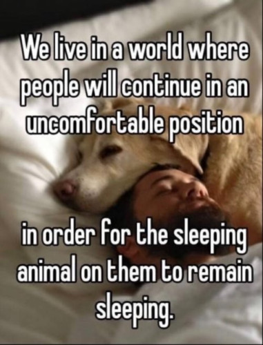 A picture of a man ànd a dog sleeping with the text "we live in a world where people will continue in an uncomfortable poswin order for the sleeping animal on them to remain sleeping."