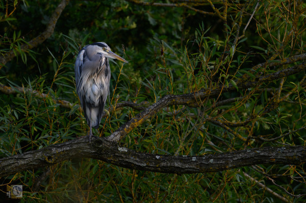 Grey Heron perched on a branch about 15 foot up from the surface of the lake