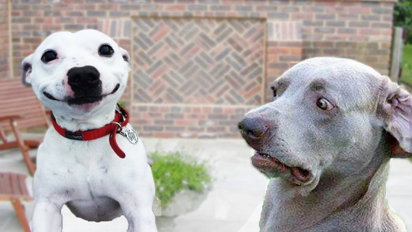 A photo shows two dogs. One dog is smiling while another dog looks at him in shock. The photo represents how neurotypical people often react to an autistic person when they use direct communication.