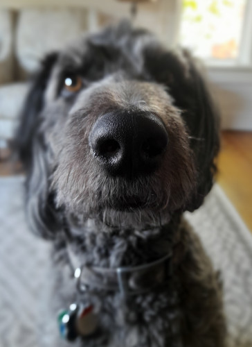 Close of photo of a grey brown aussiedoodle. His nose is the focal point & in focus while his face is slightly out of focus.
