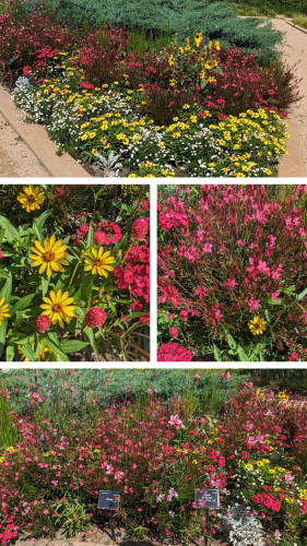 Collage of 4 photographs. Top shows a triangle shaped garden bed with a mix of white, yellow, and pink annual flowers.  The two middle pictures are close up of a yellow zinnia and a guara lindheimeri Belleza Dark Pink.  The bottom picture is of another section of the same bed with the above types of flowers as well as a red dianthus (Jolt Cherry )and a pink gomphrena (Pinata).
