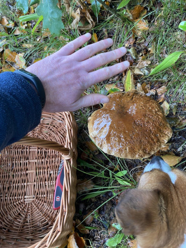 The mushroom and my hand for size