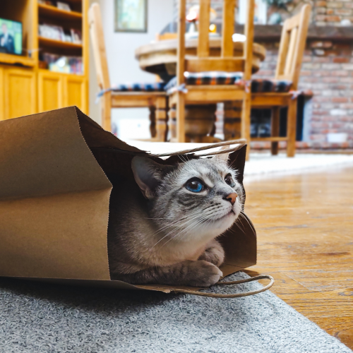 My cat inside a grocery bag.