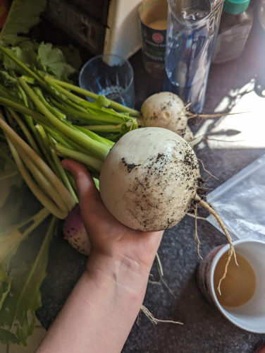 Large white turnip bigger than the hand holding it. 