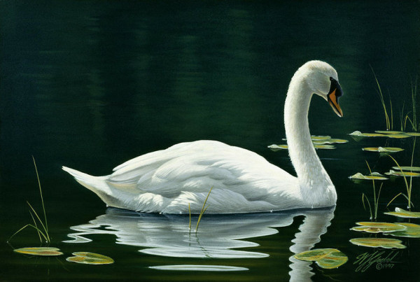 A quiet painting of a swan seen in a side view. The water shows grasses and water lily pads, and the swan is reflected in it. Both water and background are black.