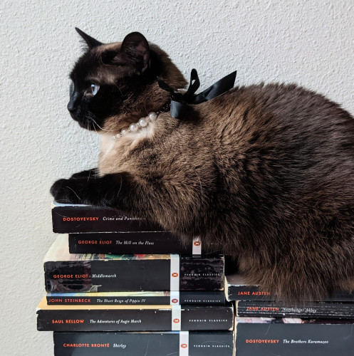 Brontë (cat), wearing a fancy pearl & black ribbon collar, while sitting on a stack of black-spined Penguin classics.