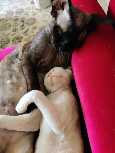 Two Devon Rex kitties, MappleThorpe and Cabbage, sleep snuggle on a red sofa