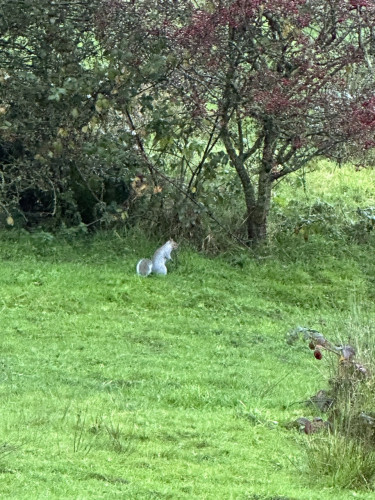 A grey squirrel at the foot of a hawthorn bush on a grassy meadow 