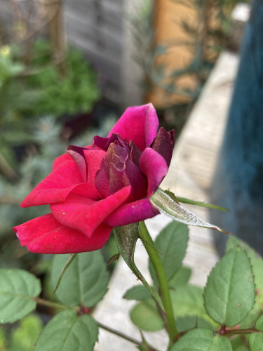 Outside, daytime. Close up of a red rose just out of the bud with garden in background. The petals that are still curled look a reddish purple while the open ones are a lovely Crayola red.