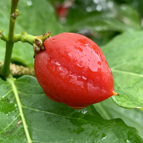 A bright red large berry hanging on a stalk surrounded by green leaves. The shape of the berry is a pointed oval with a crease like a peach’s along the side. It is covered in water droplets bc it was raining. 