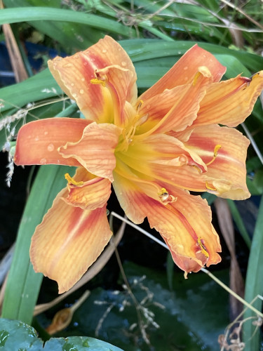 Close up in garden setting. Large double day lily with peach coloured petals that are darker in areas & fade to yellow in others. Backed by its own & other foliage.