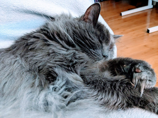 A gray long-haired fuzzy sleepy nebelung cat is coiled up gently sleeping and purring on this writer's lap.  Underneath the cat is a blue blanket and a wooden floor is to the right.