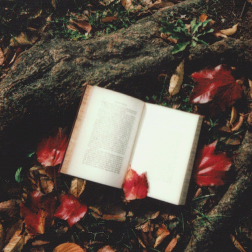 A book on the ground beside tree roots and fallen leaves.