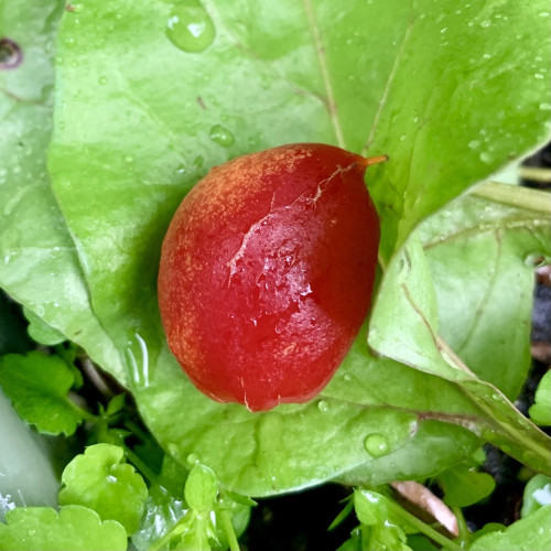 A plump red berry that is speckled orange to the left side. It has a slightly pointy end facing towards the top right of the pic. It is sitting on top of a bright green beet leaf. There are small viola leaves around the beet leaf. It was raining really hard when I took this pic and didn’t want to get my phone wet, so I set it down on a leaf after plucking and sheltered the phone to take the pic.  
The berry and leaves have water droplets. 

Inside is a large seed. The berries take a long time to ripen and they are orange/red for a couple weeks before they are ready to pick. They are ripe when the fruit is squishy. 