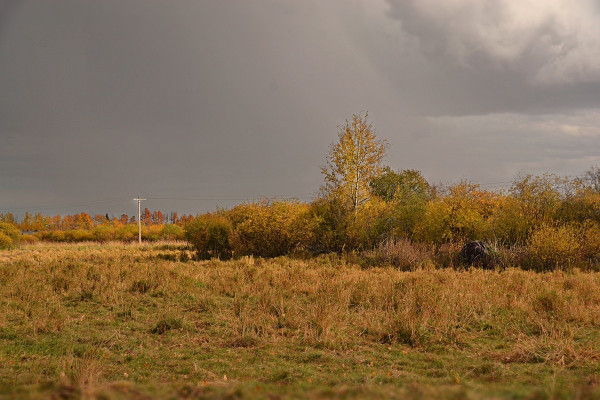 A view across a wetland edge, in front there is grass, some of it grazed low and partly green with clumps of dry, brownish grass. Farther back the grass is taller, coarser, partly grazed and trampled, mostly dry. Behind that are low willws with a few small poplars above them, all in mostly golden foliage with some green. The sky above is mostly covered in smooth medium dark cloud, with some lighter fluffiness to one side, the sun shines on ground.