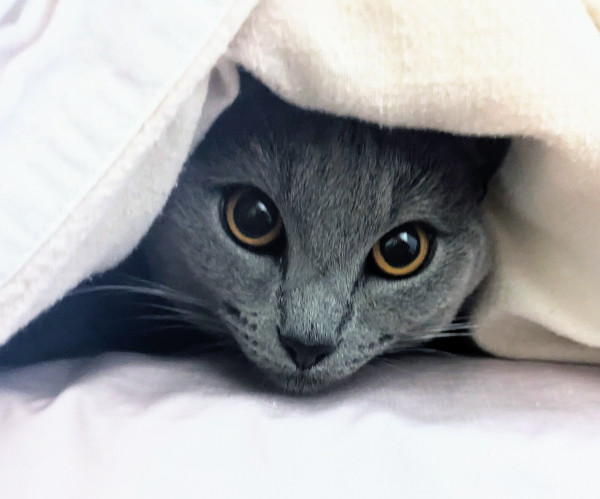 A gray cat under blankets peeking out