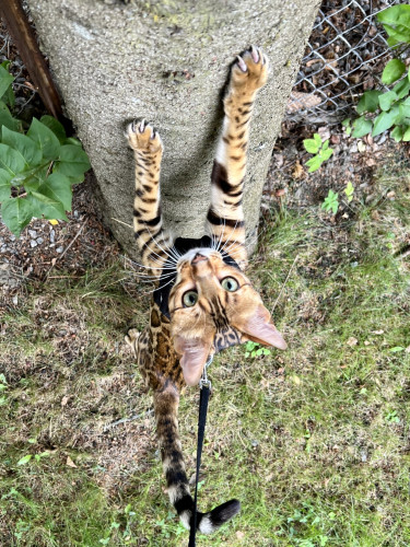 Bengal ready to climb up a tree. Seen from svovel.